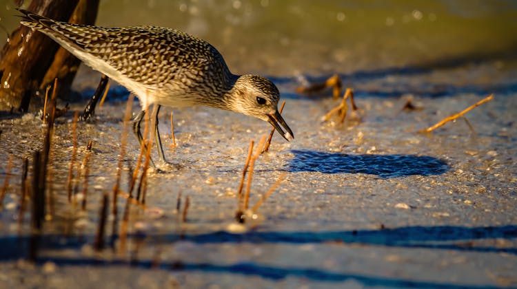 Close-up Of A Grey Plover Bird 