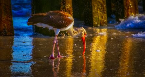 Free American white ibis foraging along the reflective water's edge, highlighting wildlife behavior. Stock Photo