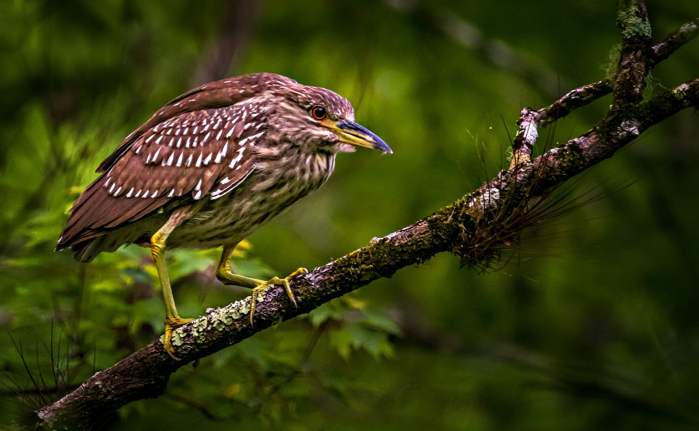 A Bird Perched on a Tree Branch · Free Stock Photo