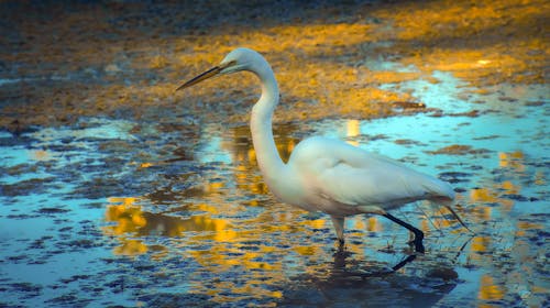 A Great Egret in the Water 