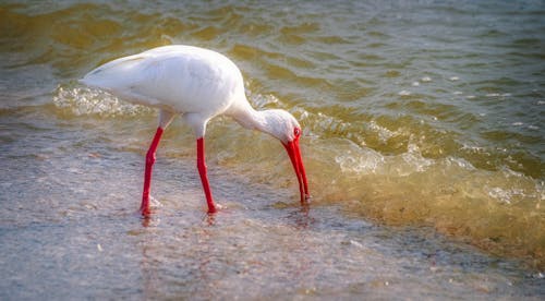 An Ibis in the Water 