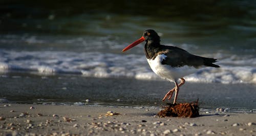 Δωρεάν στοκ φωτογραφιών με eurasian oystercatcher, άγρια φύση, ακτή