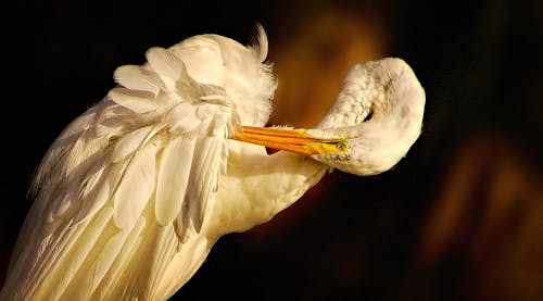 A Great Egret 