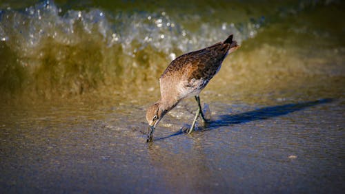 Free A Bird Foraging by the Shore Stock Photo