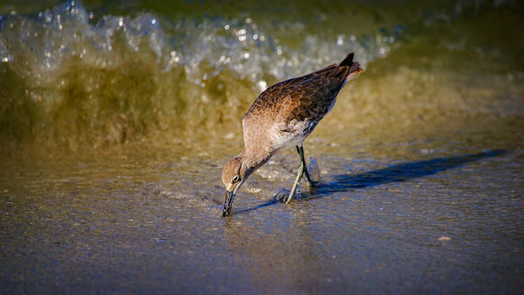 A Bird Foraging By The Shore
