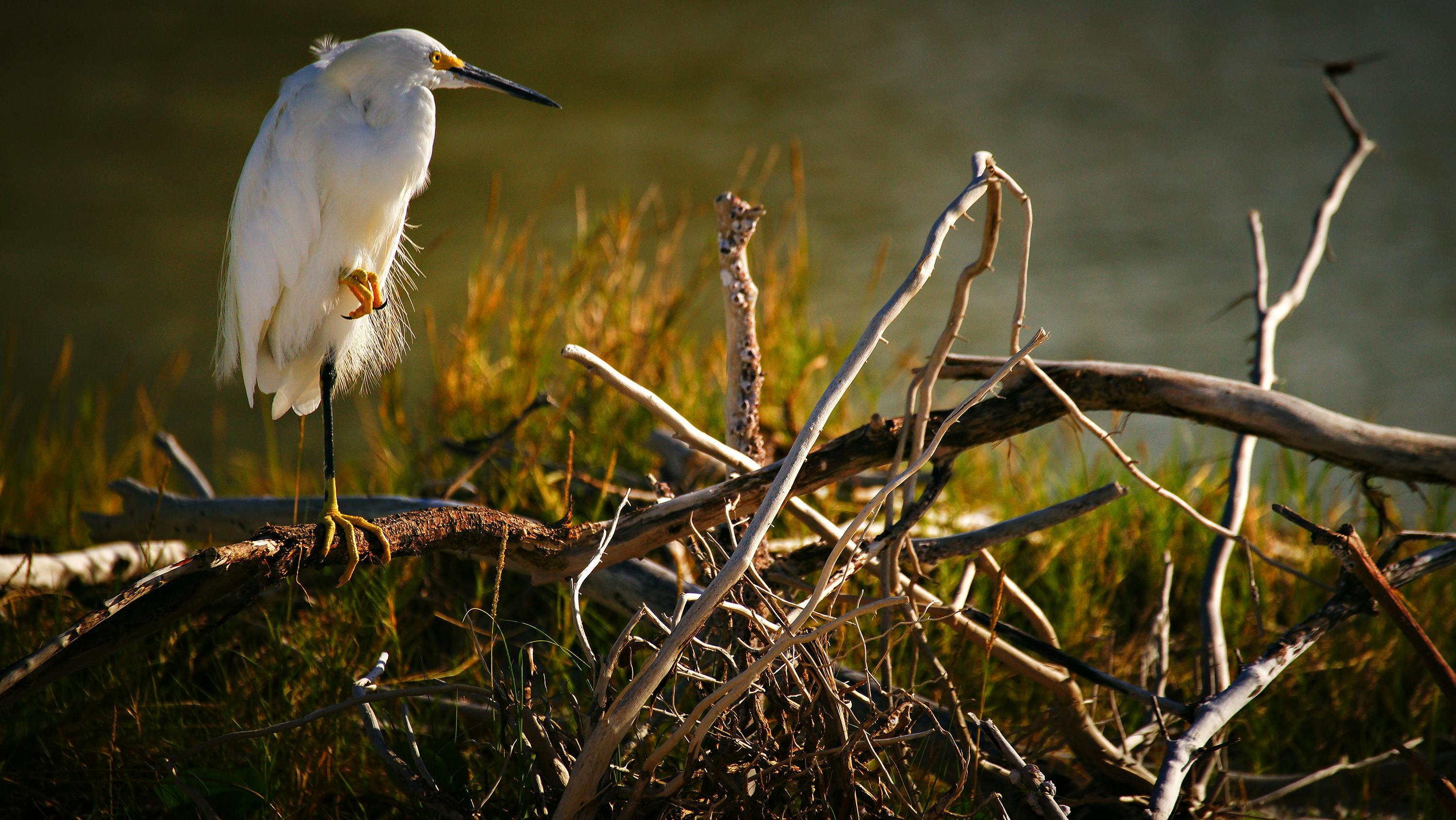 Wallpaper Heron 5k 4k wallpaper sea rocks sky Nature 5360