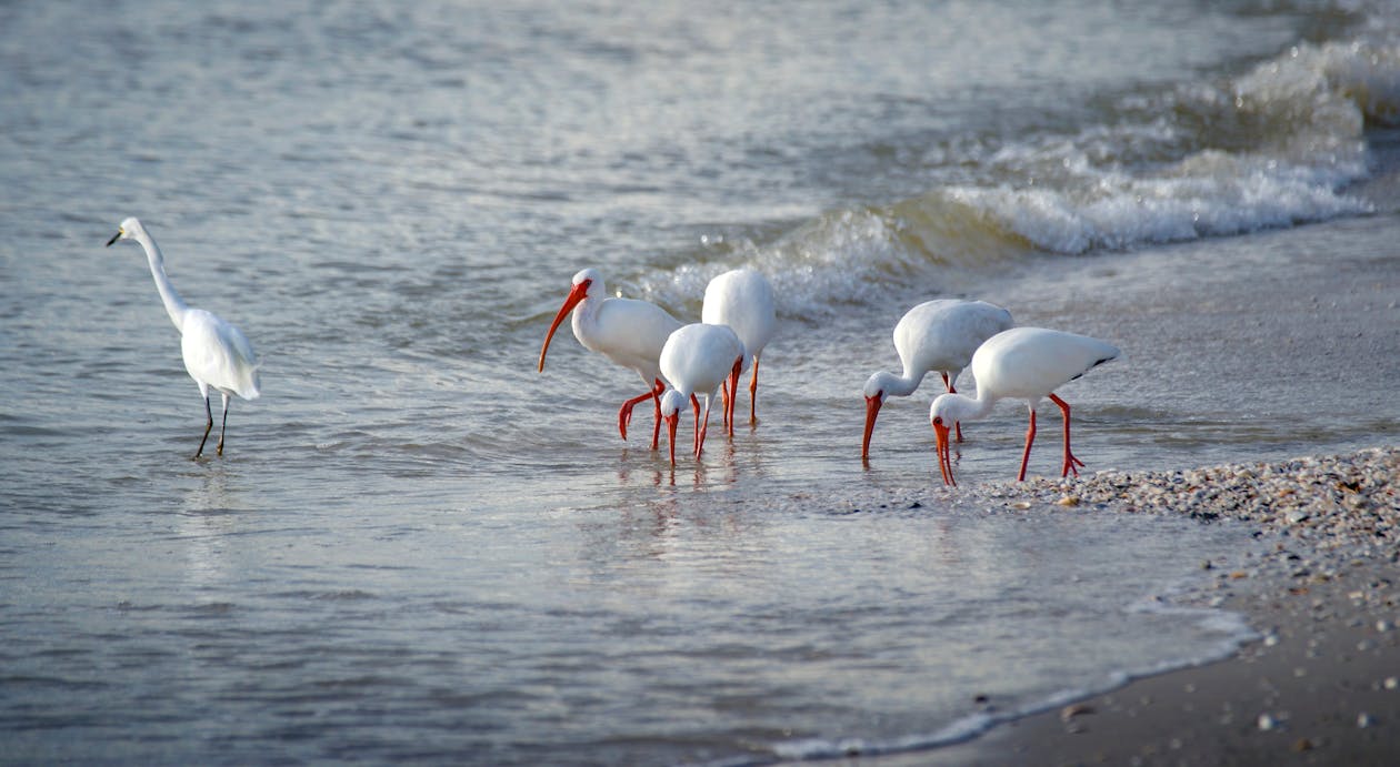 Birds on the Shore 