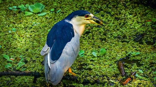 Close-Up Photo of a Black-Crowned Night Heron