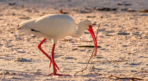 Photo of a White Ibis in Brown Sand