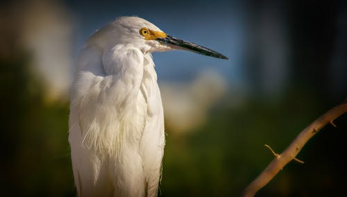 Close-Up of a Snowy Egret 