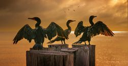 Birds on Wooden Fence during Sunset