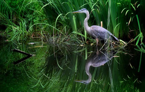 Photograph of a Great Blue Heron Near Green Grass