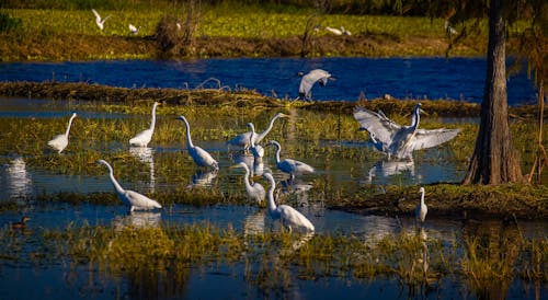 Birds in the Water