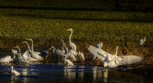Photograph of a Flock of White Great Egrets