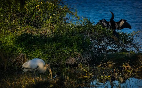 คลังภาพถ่ายฟรี ของ anhinga, snakebird, ที่อยู่อาศัยตามธรรมชาติ