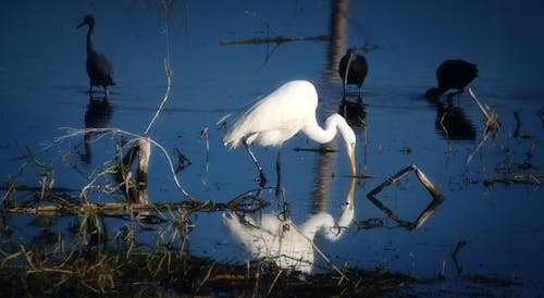 Kostenloses Stock Foto zu großer reiher, reflektierung, tier fotografie