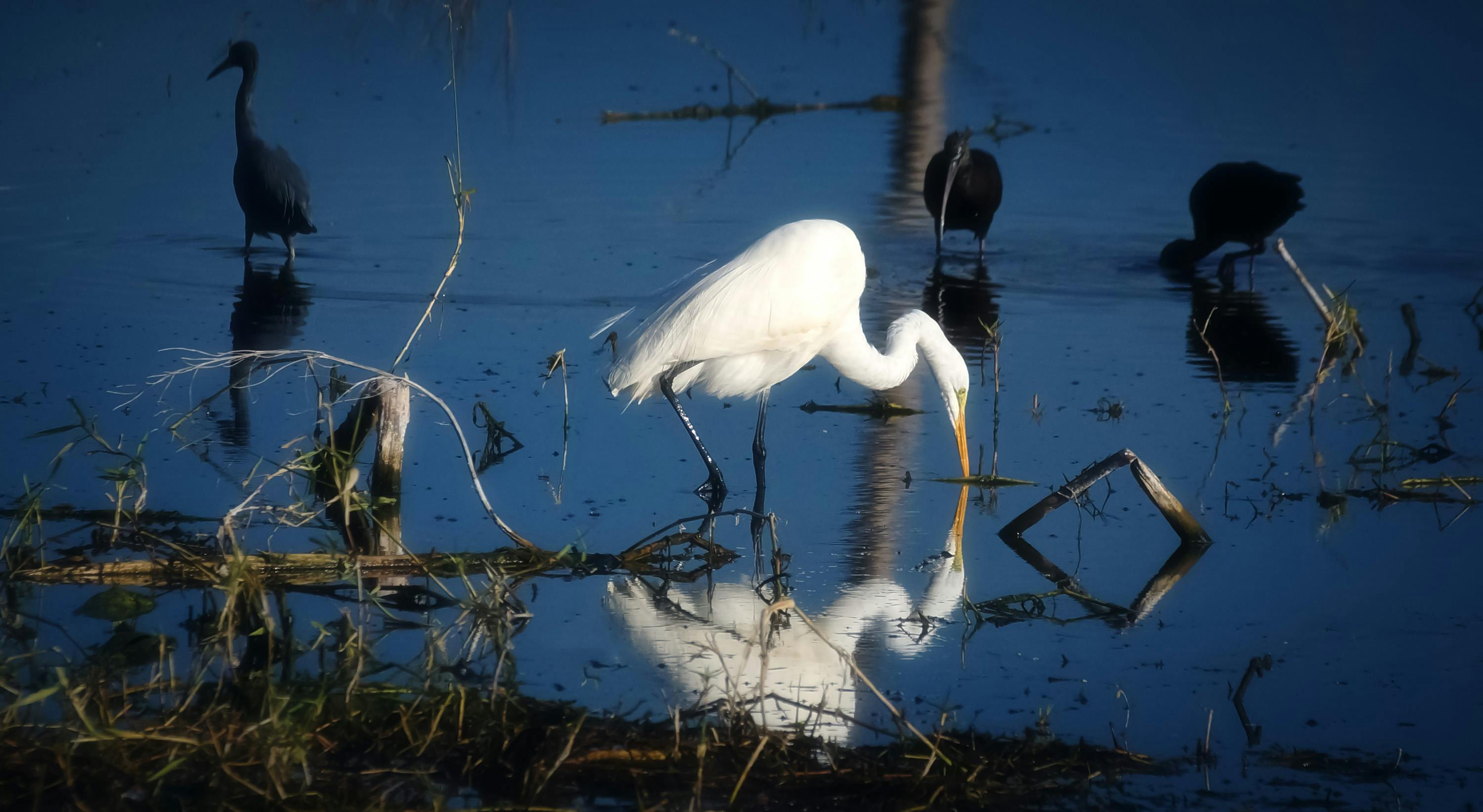 White Egret Standing in Water · Free Stock Photo