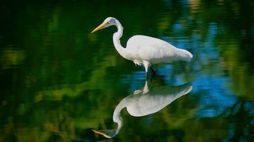 Photograph of a White Great Egret in a Body of Water