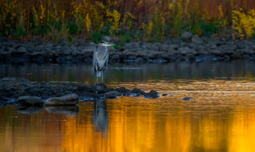 A Great Blue Heron by the Water 