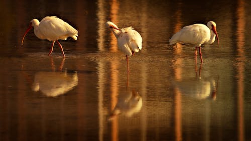 Photos gratuites de côte, ibis, nuée