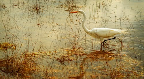 Free White Egret on Water Stock Photo