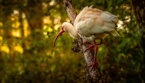 An Ibis in a Forest