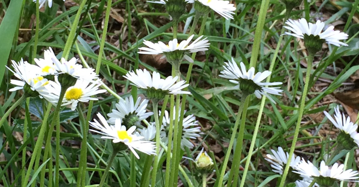 Free stock photo of white flower, white flowers, wild flower