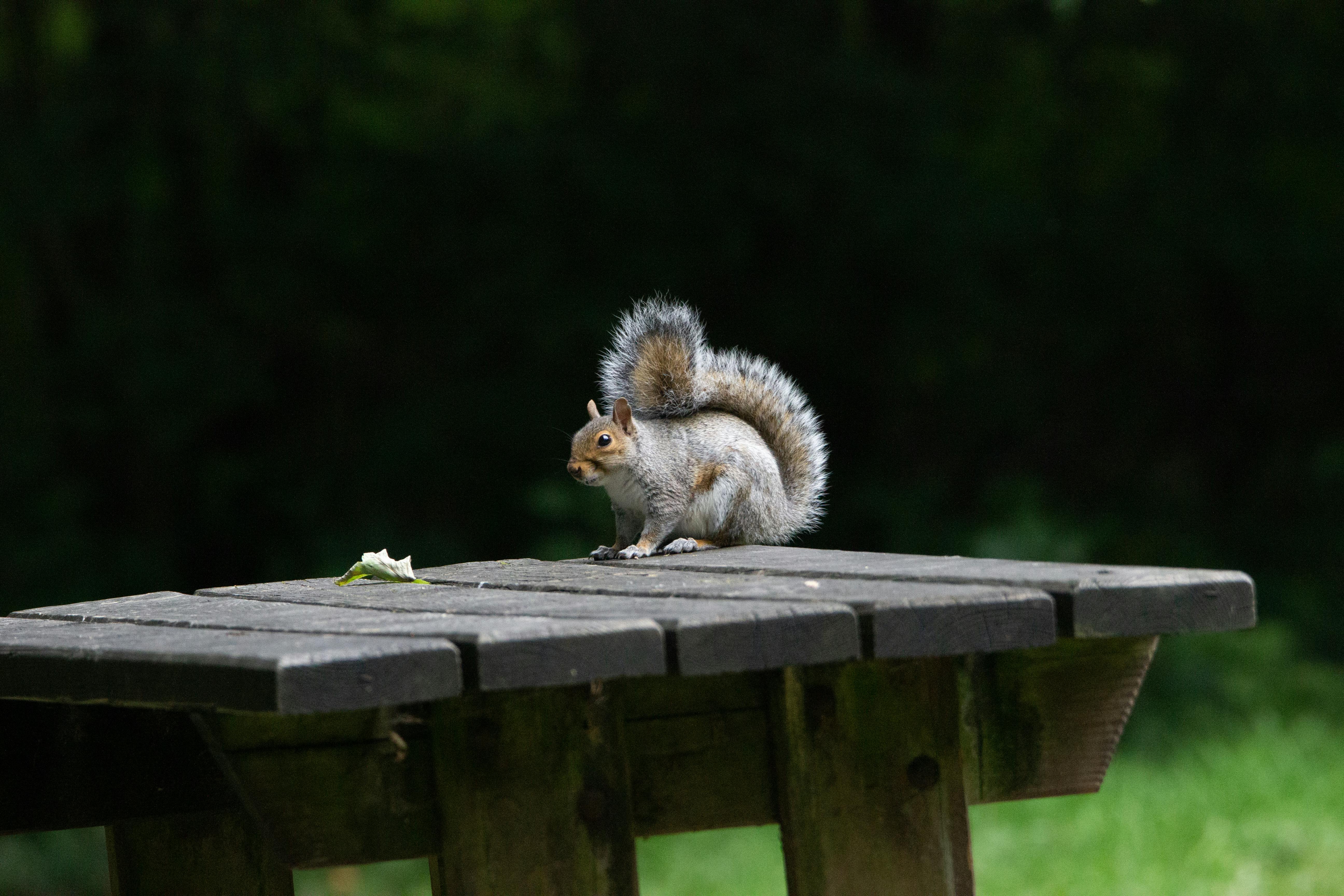 1.000+ Eichhörnchen Bilder und Fotos · Kostenlos Downloaden · Pexels