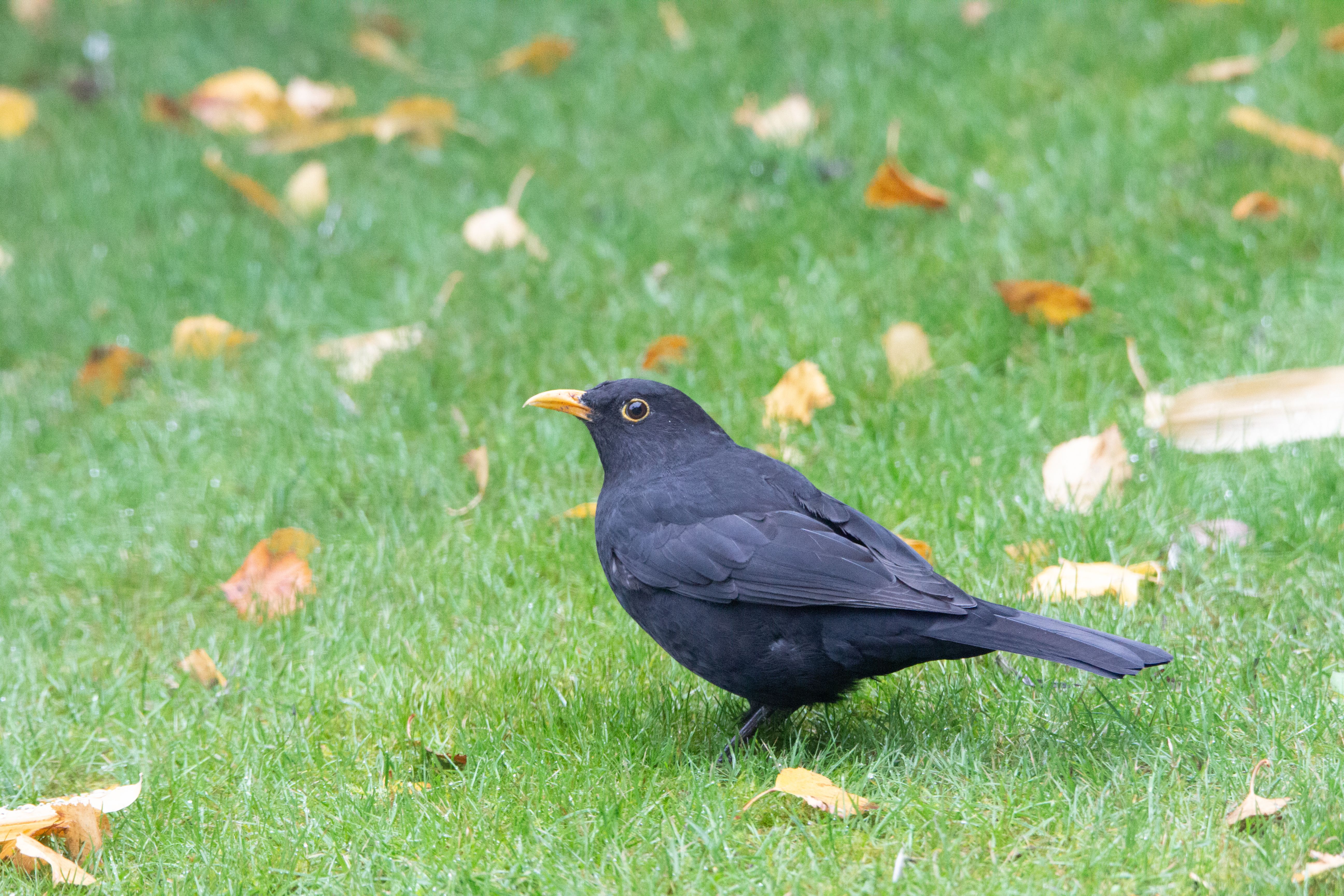 Blackbird Leys Park & Recreation Ground