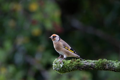 Yellow and Brown Bird on the Tree Branch