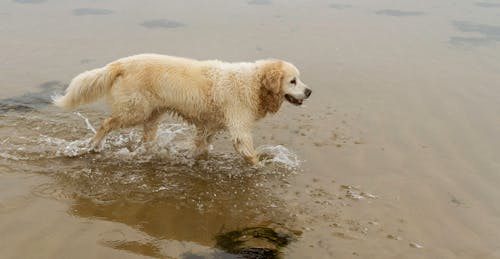 Free A Dog Walking on the Shore Stock Photo