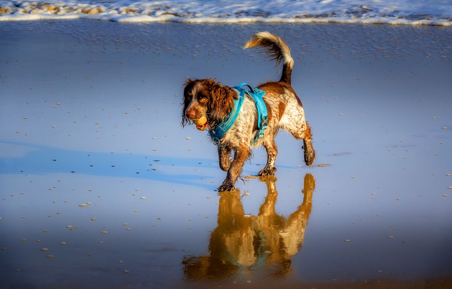 American Water Spaniel