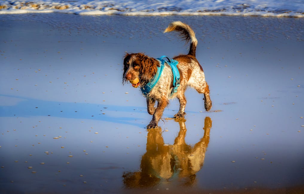 Irish Water Spaniel dog training guide - Playful, Hardworking, Brave Sporting breed from Ireland