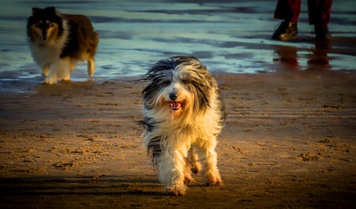 Fotos de stock gratuitas de animal, caminando, canino