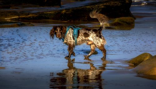 Free A wet dog wearing a harness playfully walks on a sandy beach with reflection. Stock Photo