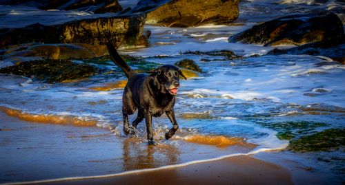 Free Vibrant photo of a black Labrador running on a sandy beach with waves gently crashing. Stock Photo