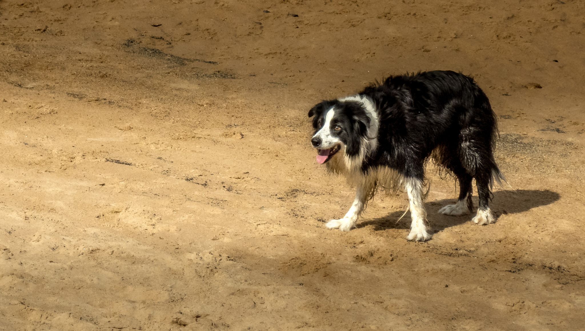 Hoge temperaturen verwacht: waarschuwingen voor huisdieren en vee