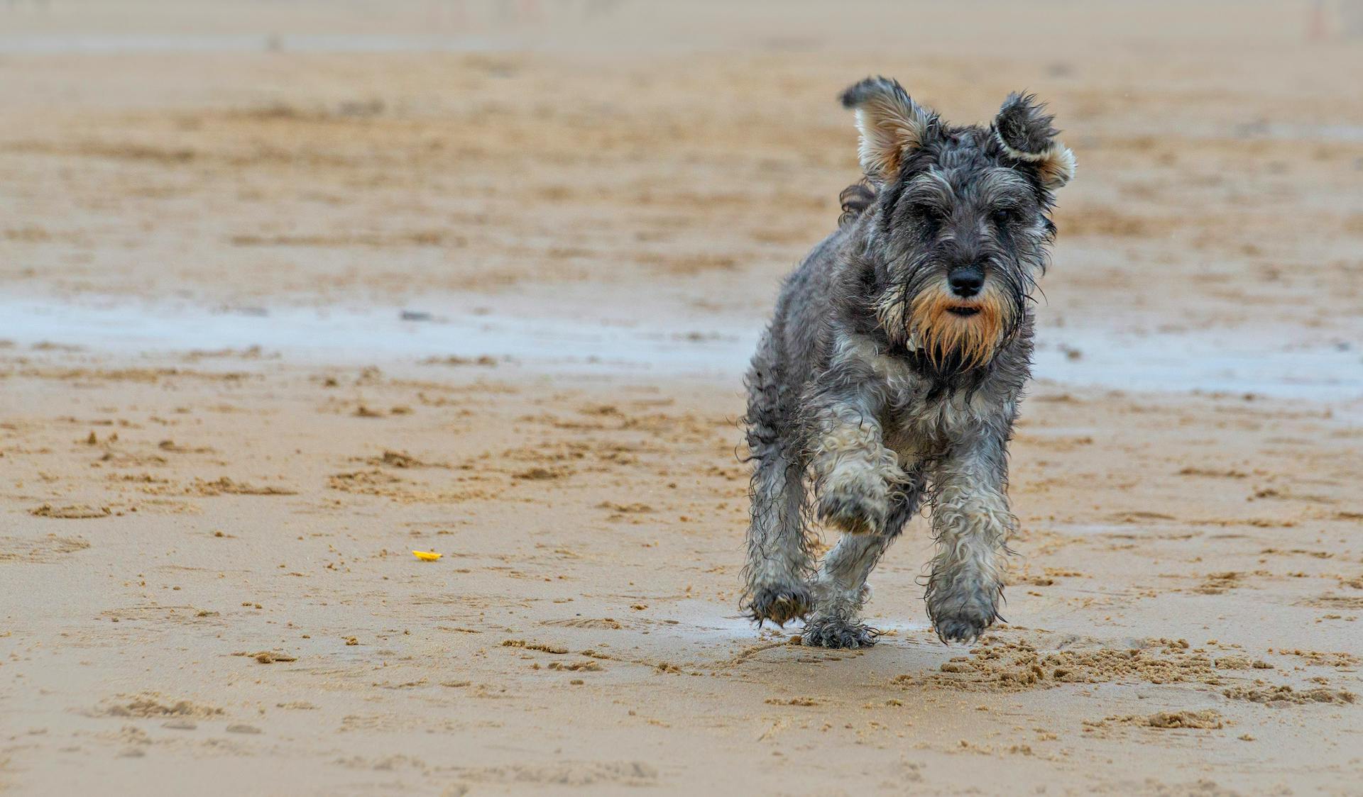 Grå schnauzer som springer på stranden