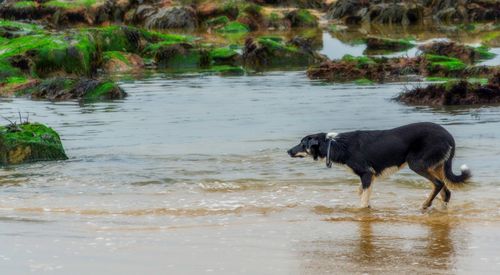 Free A black and white border collie navigating a mossy riverbank in a scenic outdoor setting. Stock Photo