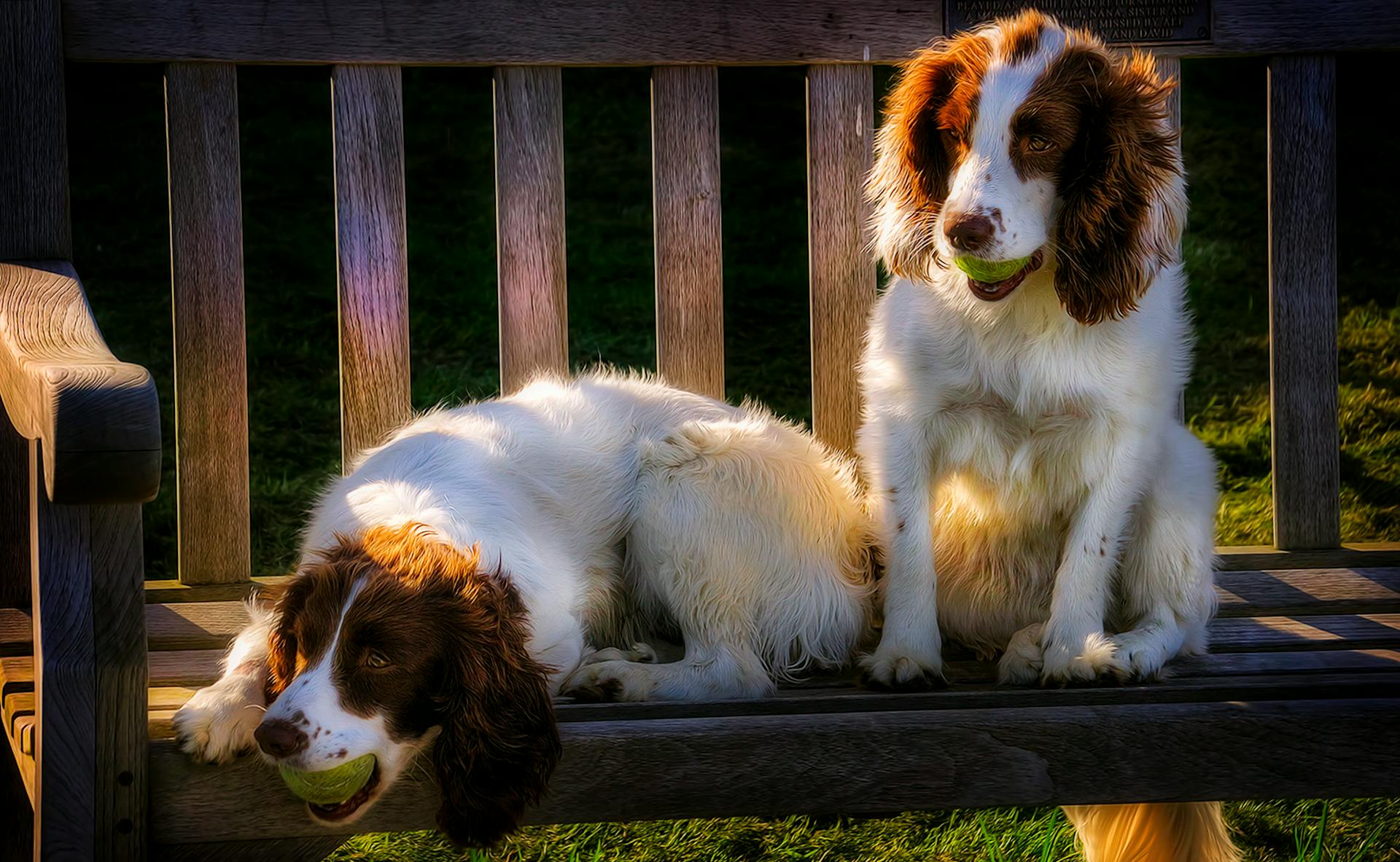 Two Dogs Sitting on Wooden Bench with Tennis Balls on Mouth