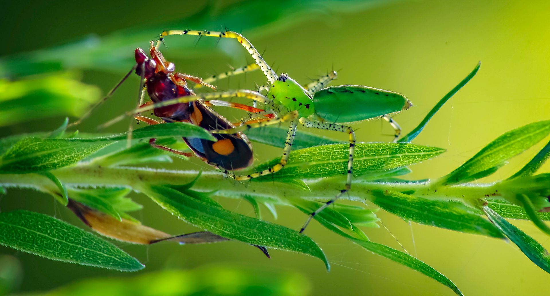 Extreme Close-up of a Green Lynx Spider Eating Another Insect