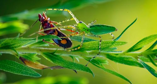 Free Close-up of a green lynx spider (Peucetia viridans) capturing prey on a vibrant green plant. Stock Photo