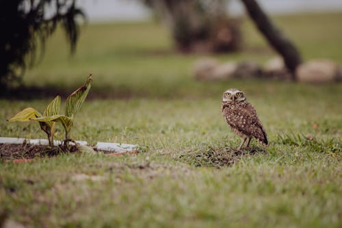 Free Shallow Focus of a Brown Owl on Green Grass Stock Photo