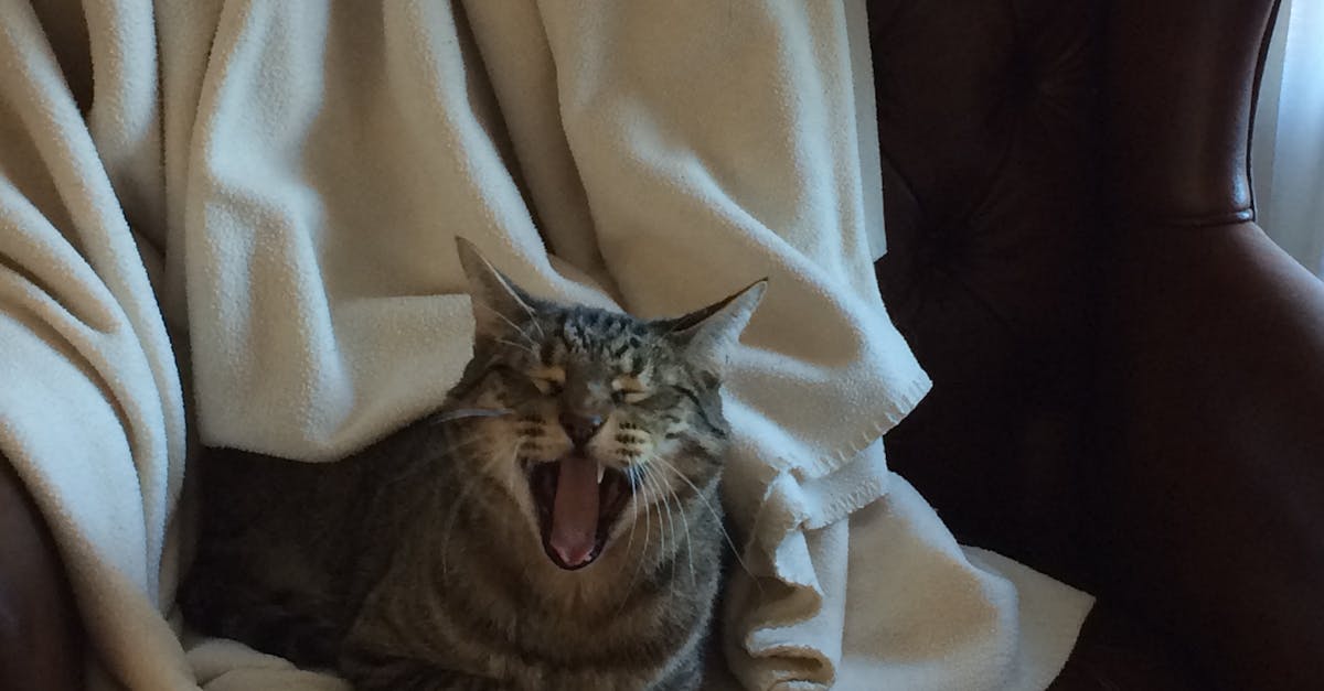Free stock photo of cat, cats, yawn