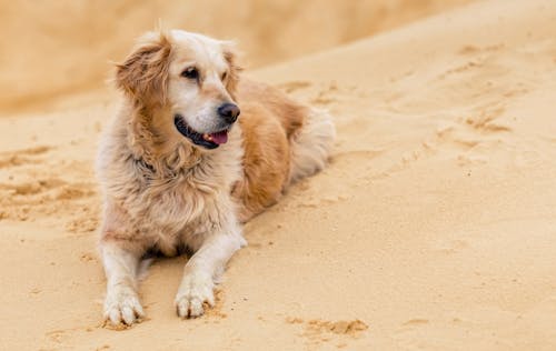 Cute Golden Retriever Dog Lying on Sand 