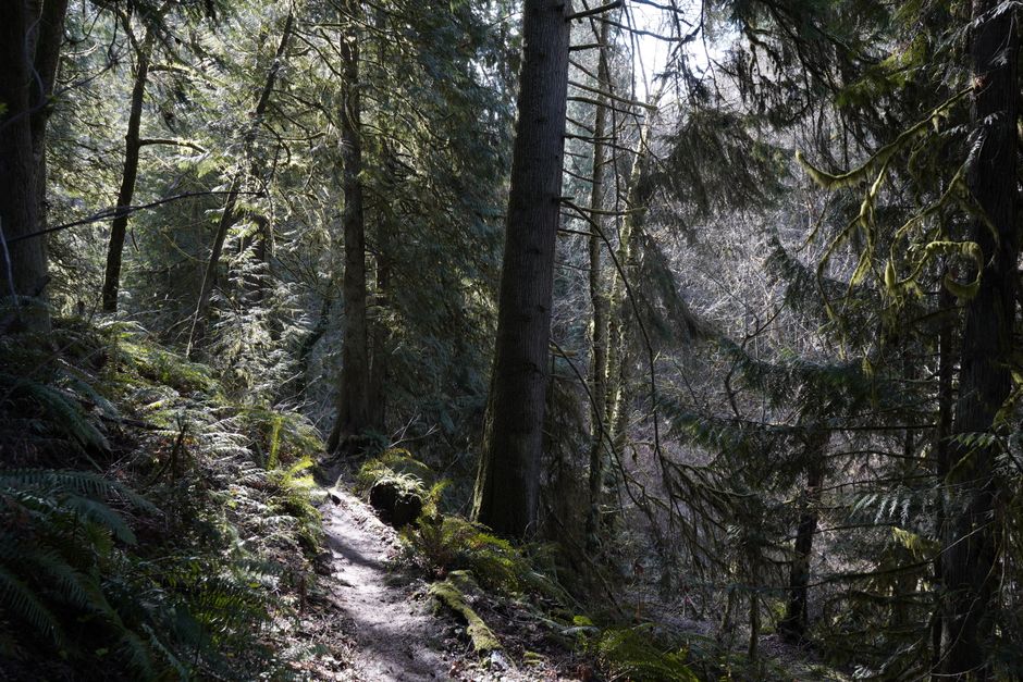 Tranquil forest trail lined with towering conifers in Vancouver, WA.