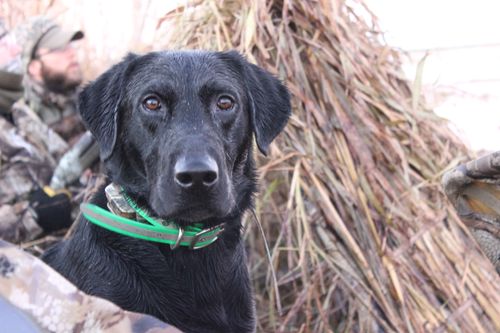 Free stock photo of american labrador, black lab, labrador Stock Photo