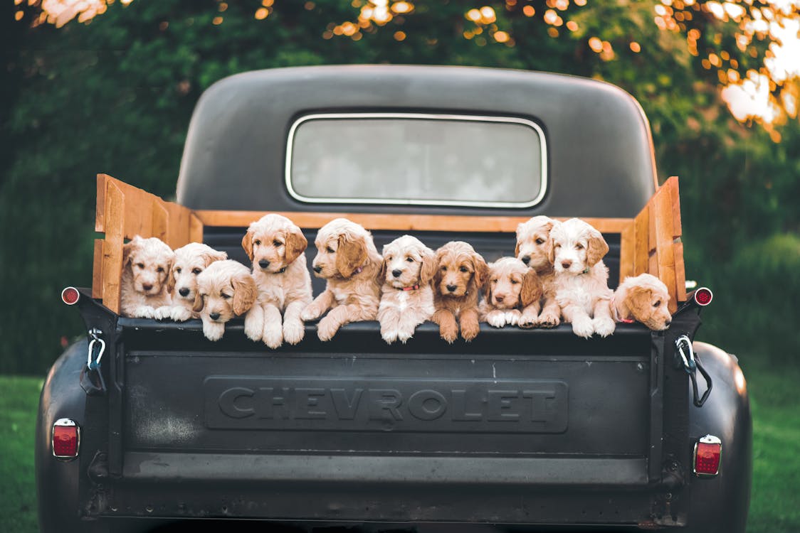 White and Brown Puppy Litter on Black Car