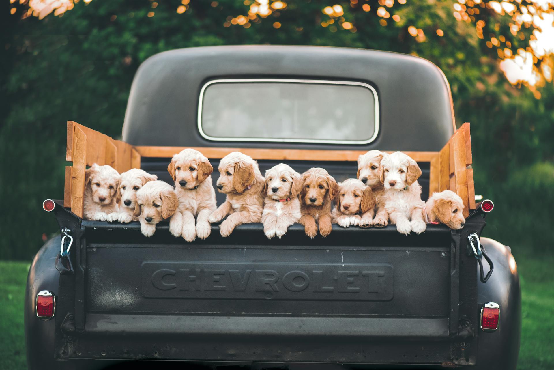 Witte en bruine puppy op zwarte auto