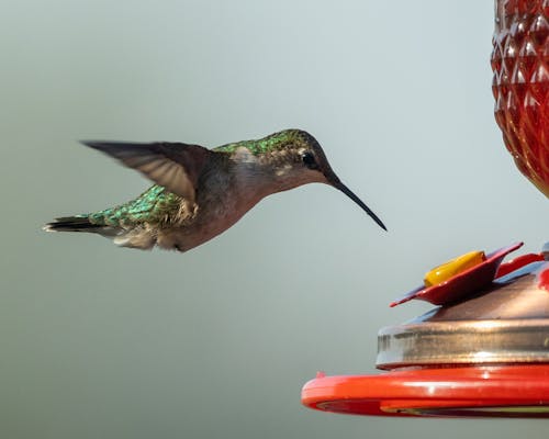 Základová fotografie zdarma na téma detail, fotografie ptáků, kolibřík
